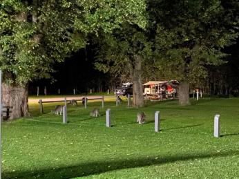 Caravan Parks For Sale - 1 large